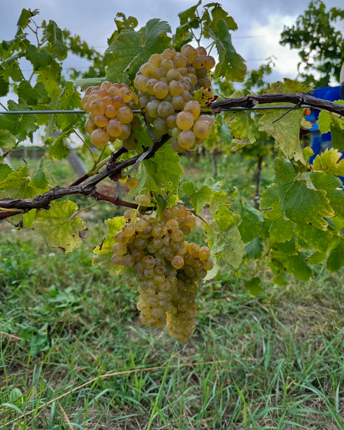 Introducing Stonebridge's First Viognier